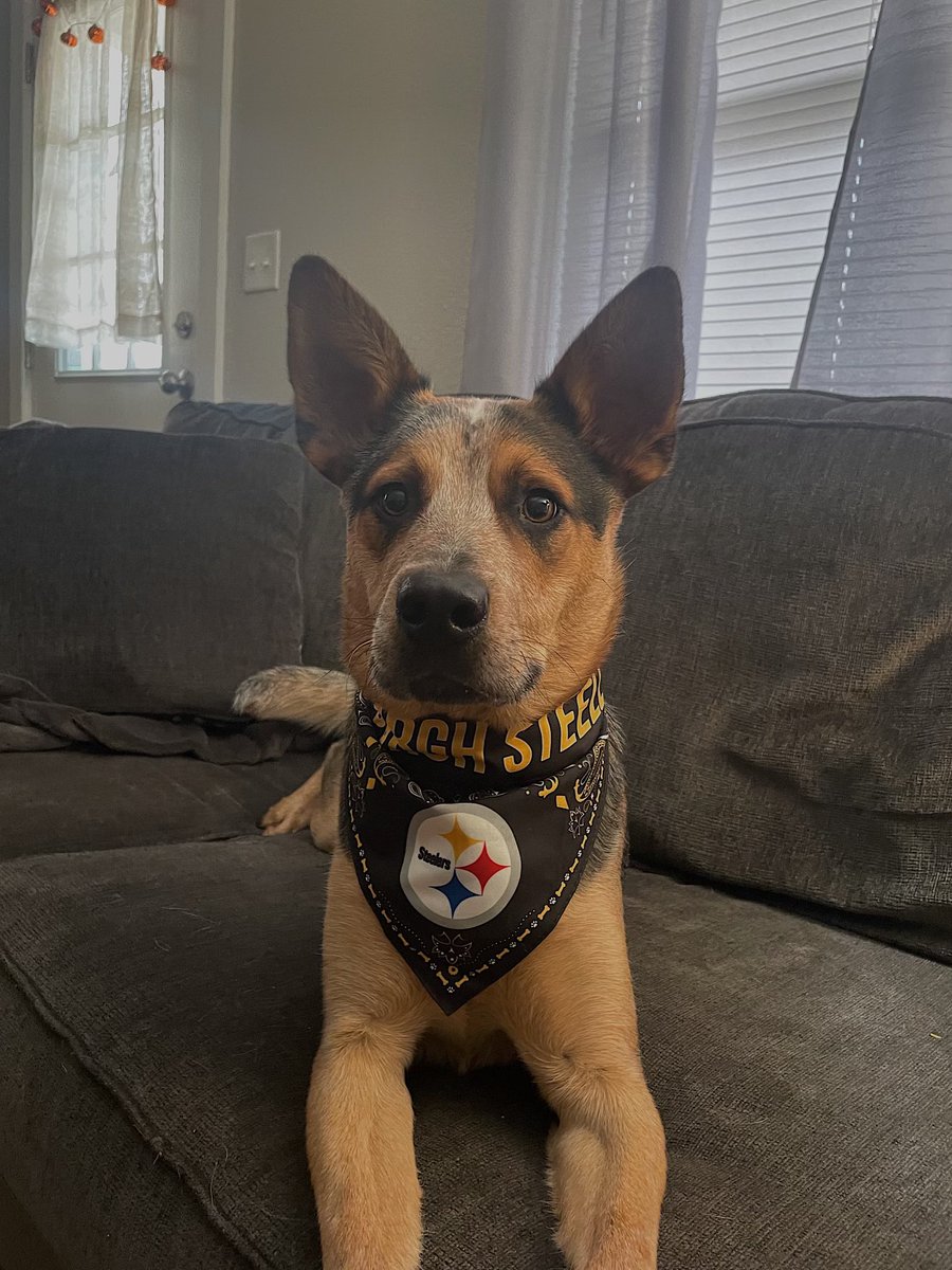 lefor_ryan's tweet photo. @steelers https://t.co/TVgUZ77DFd