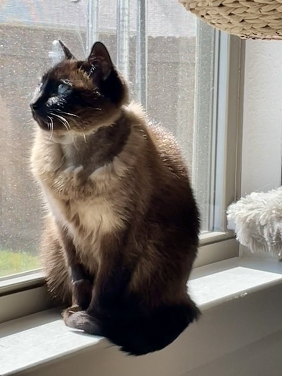 Beautiful Fiona.😻💚 Can you see how her hair is growing back from where they shaved her for surgery? It was very light at first but as it grows, it’s chocolate colored.🤎 #FitheBrave #rescuecat #SiameseCat