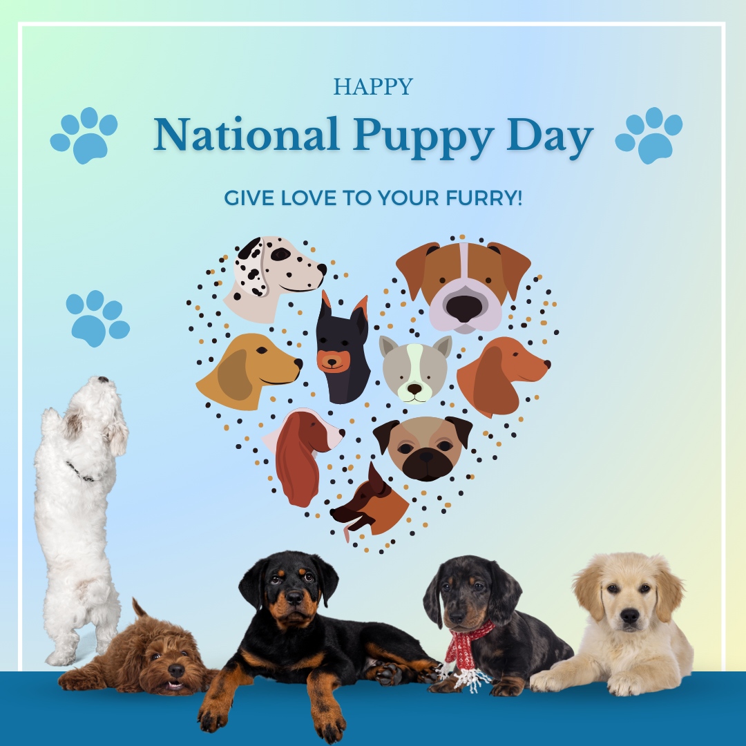 On National Puppy Day, let's give a round of 'appaws' for the endless happiness and companionship puppies bring into our lives. Cheers to our furry friends! 🥂🐕

#HappyPuppyDay #PAWVeterinaryCenter #RedondoBeach #Veterinarian #PetWellnessExams #PetDentalCare