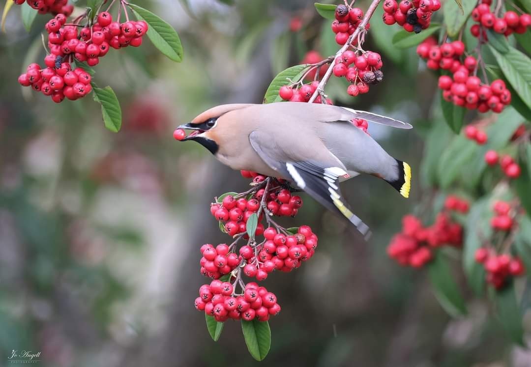 Another waxwing, but looking super vibrant with all the red berries. We have been totally blessed with the wonderful birds this winter/Spring season @CanonUKandIE #Buckinghamshire @scenesfromMK #scenesfrommk #waxwings