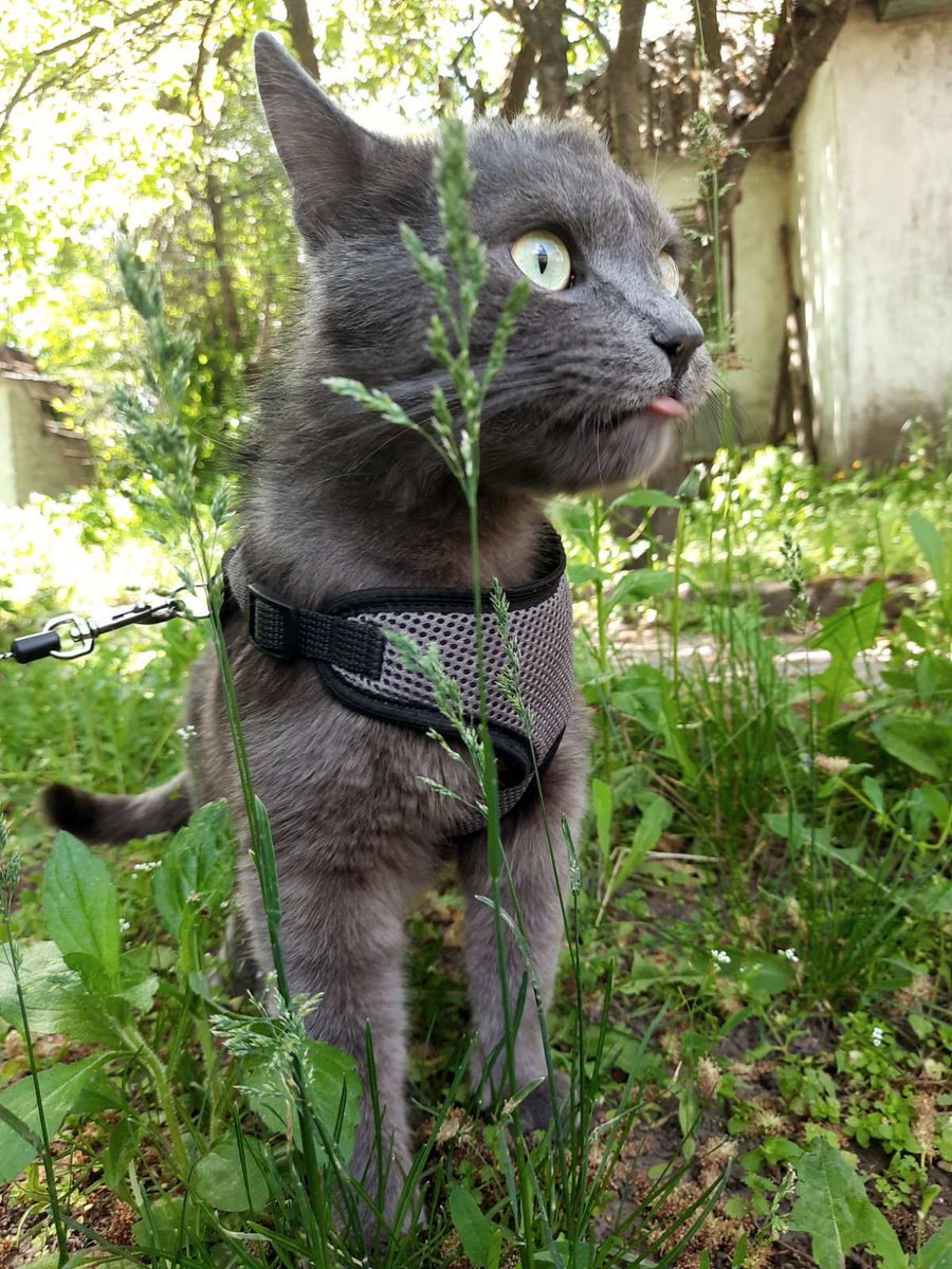 SIMPLETONERM's tweet photo. @rollercoin_com Dear Rollercoin friends, meet our cat Bucks, comment how you like our cat, by the way, he likes to pose for the camera, I hope he’s lucky 🐹🙏😻
@amhsgramhs
@ariisog
@refian8020
#RollerPets
https://t.co/h4TgmdKu6d https://t.co/B56uko0Jmw