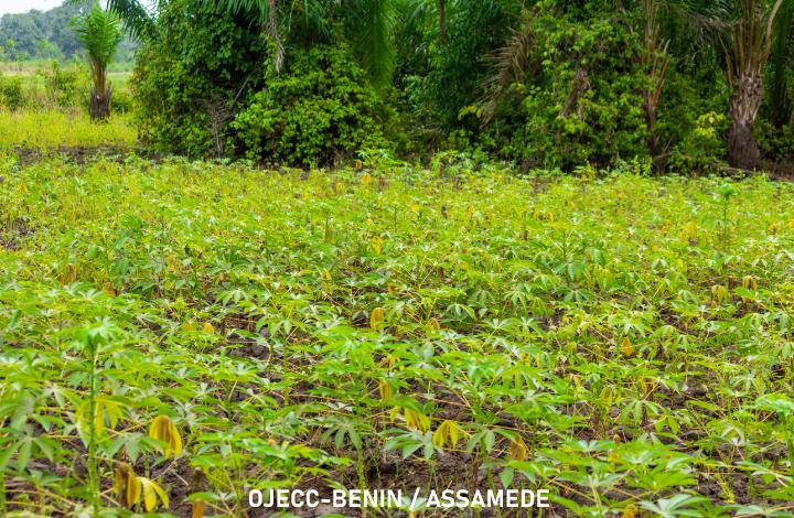 Valorisation des Ressources en Eau dans les arrondissements de de Hêtin-Houedomey et de Dêkin : Un Pilier pour l’Agriculture
Les ressources en eau des arrondissements représentent une richesse inestimable...🌍
Consultez notre page Facebook pour la lecture, lien en commentaire 👇🏾
