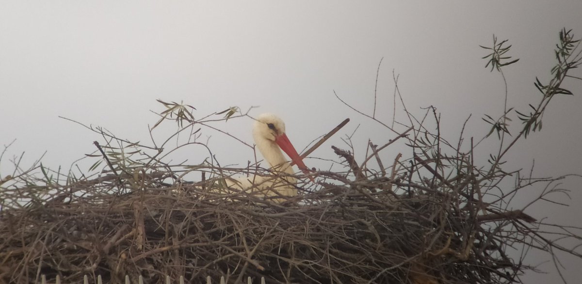 2024 breeding season in progress... 🥚🐣🐥🥚🐣🐥🥚🐣🐥