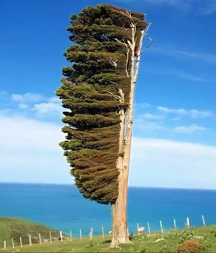 The coast of New Zealand has very strong winds, so the trees here have learned to grow sideways.