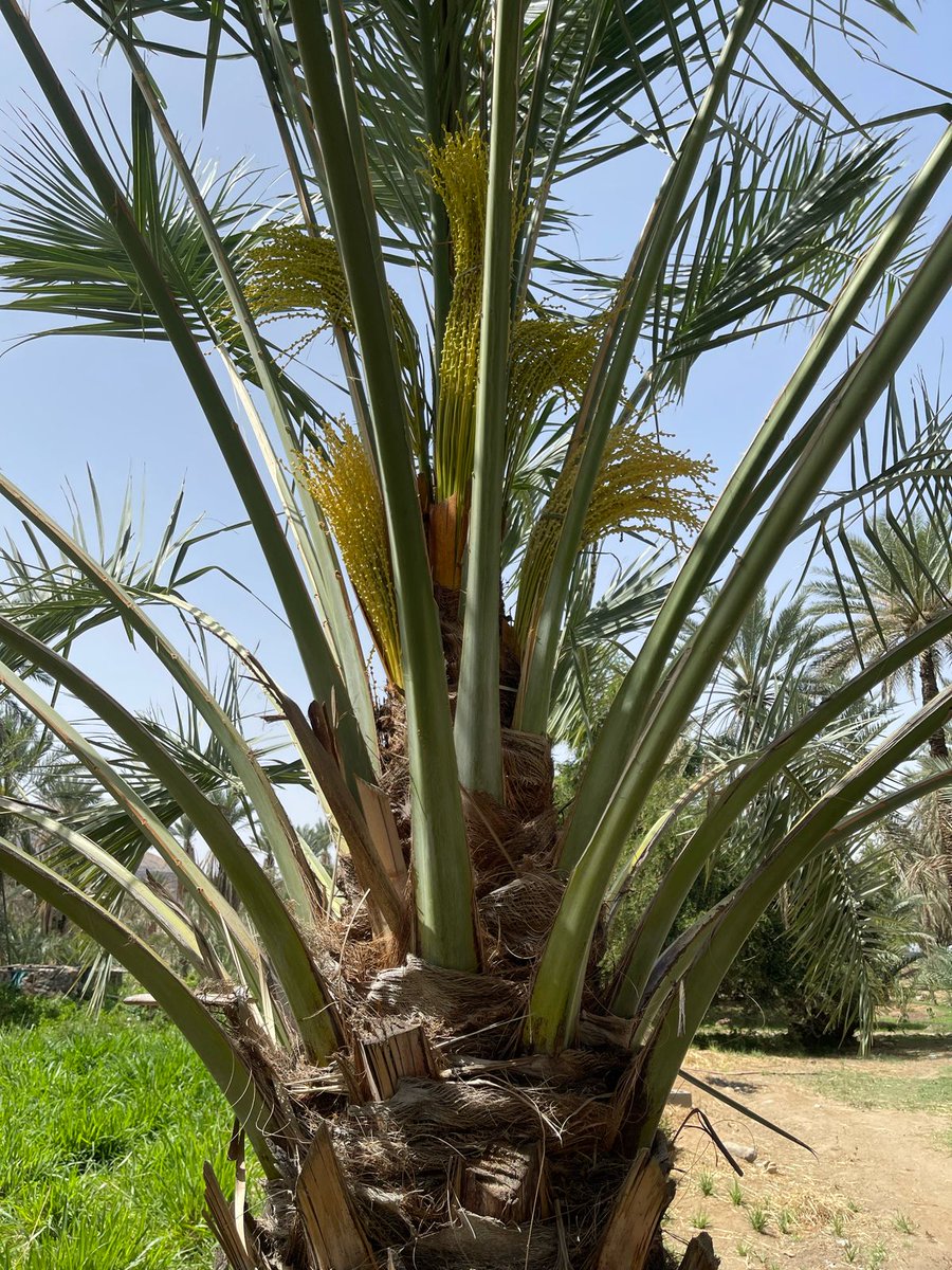 #تمور_الكامل_وسايه مارس عام 2024 م رمضان ١٤٤٥هـ