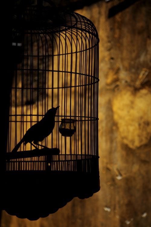Freedom is an illusion…

It's humiliating how much of a caged bird you realize you are as you grow.
.
.
.
.

#writing #writingcommunity #creativewriting #poetryslam #writings #freedom #mywriting #WritingCommunity #poetry #quotes #quotesaboutlife #writingtoheal