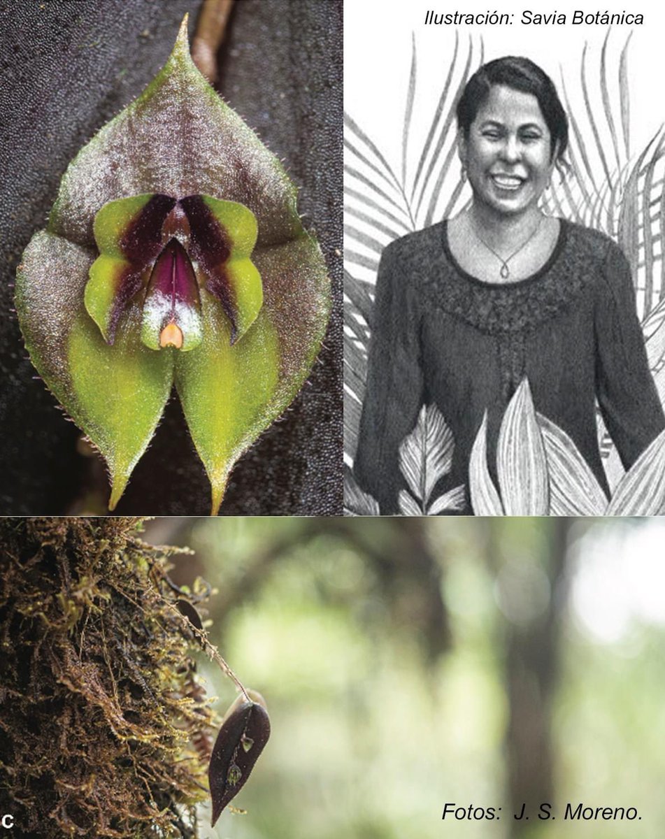 Instituto de Ciencias Naturales - UNAL (@icnunal) on Twitter photo 🌿🪷🌴🧬SE BUSCA
Docente investigadora y curadora para un grupo de angiospermas en el Herbario Nacional Colombiano del #ICN
Ven a nutrir el gran equipo de botánicos #COL como docente de tiempo completo en el pregrado y posgrado de Biología <a href="/UNALOficial/">Universidad Nacional de Colombia</a> - mucho campo y curaduría 🌿🪷🌴🧬SE BUSCA
Docente investigadora y curadora para un grupo de angiospermas en el Herbario Nacional Colombiano del #ICN
Ven a nutrir el gran equipo de botánicos #COL como docente de tiempo completo en el pregrado y posgrado de Biología <a href="/UNALOficial/">Universidad Nacional de Colombia</a> - mucho campo y curaduría