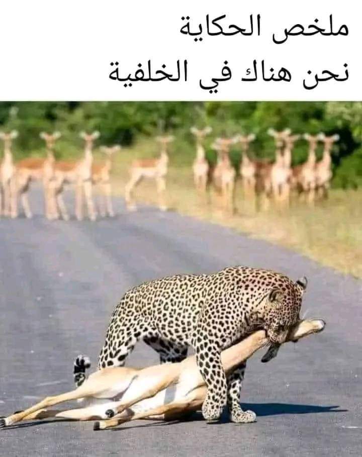 Eman Alngar (@alngar_eman) on Twitter photo 