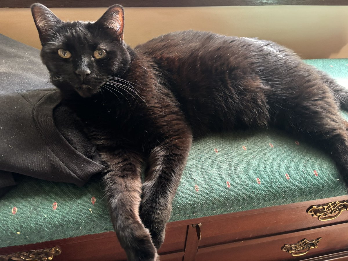 jillianspiridon's tweet image. Timeline cleanse! QT with an animal photo!