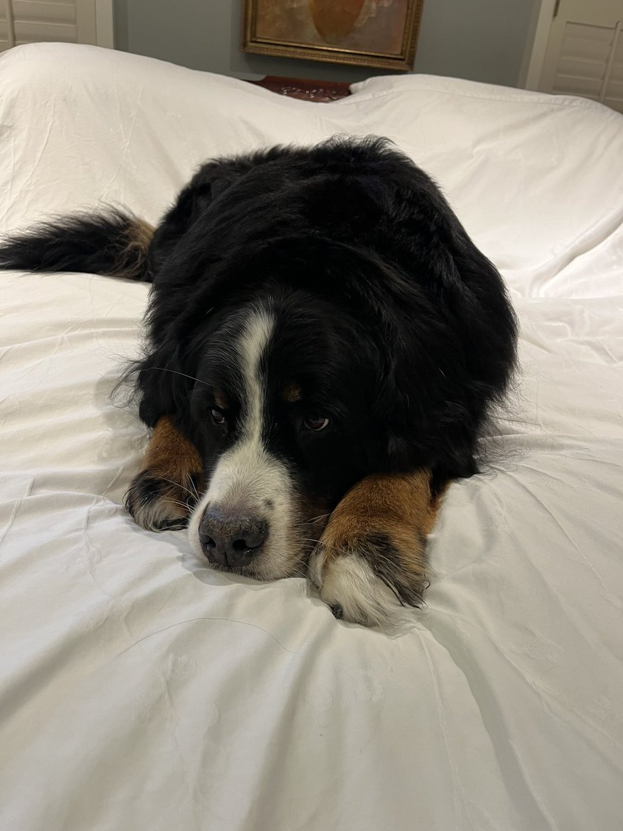 annaec12's tweet photo. @sadtheropod Rainey is 9.5 and is going strong! It’s so important to find breeders that are good, her dad was from Hungary to decrease the COI! Anyway they are the best dogs and I want them to live forever lol https://t.co/oankr8vl11