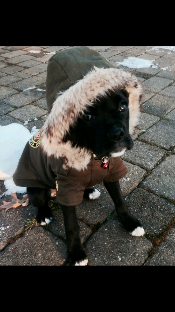 Tuukka as a puppy #NationalPuppyDay 
#boxerpuppy #boxerdogs #boxerlife 
#boxerlovers #boxersrock #boxersoftwitter #boxerdogsoftwitter #dogsoftwitter #dogsofx