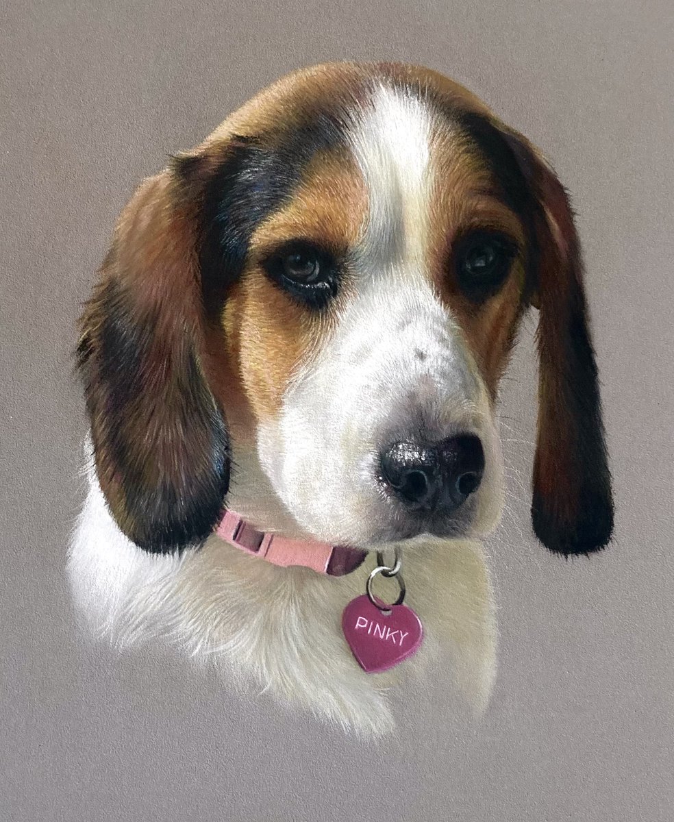 The very cute 'Pinky' sadly a memorial piece. Hopefully the drawing brings her owners some form of comfort. Pastel pencils and soft pastel on pastelmat. Hope everyones having a lovely weekend🙂. #art #dogart #dogartist #drawingart #dog #drawing #pastelart #portrait #doglovers