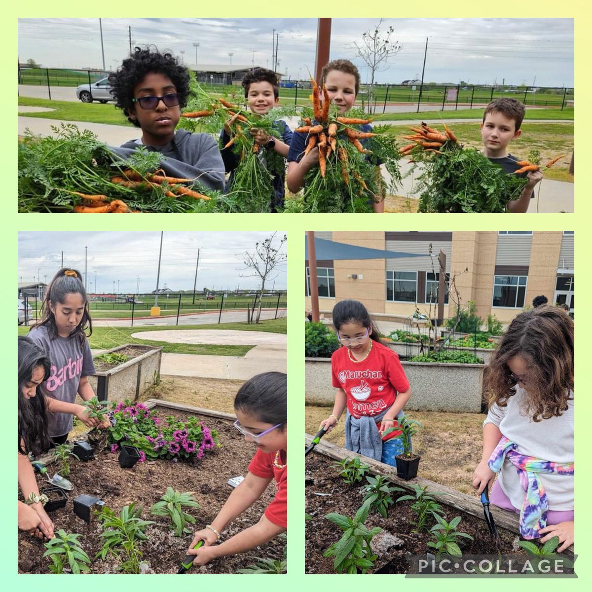 JNE_Longhorns's tweet photo. Our Garden Club has been busy! Planted Milkweed for 2nd grades lifecycle TEKS. Harvested carrots and broccoli. Planted tomato plants from Harvest Green Village Farm in the garden and in grow bags to take home. πππ€πΌ#howdoesyourgardengrow https://t.co/pHpPXOFORf