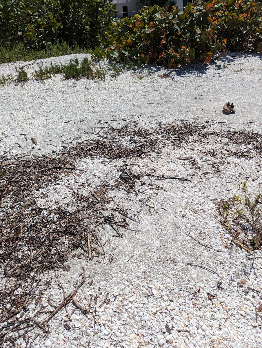 crferrie's tweet image. Spent the afternoon cleaning up parts of Sanibel Beach with friends and family! It&apos;s amazing how much trash can be picked up after a good storm! #B3TR #sustainableactions #vechain