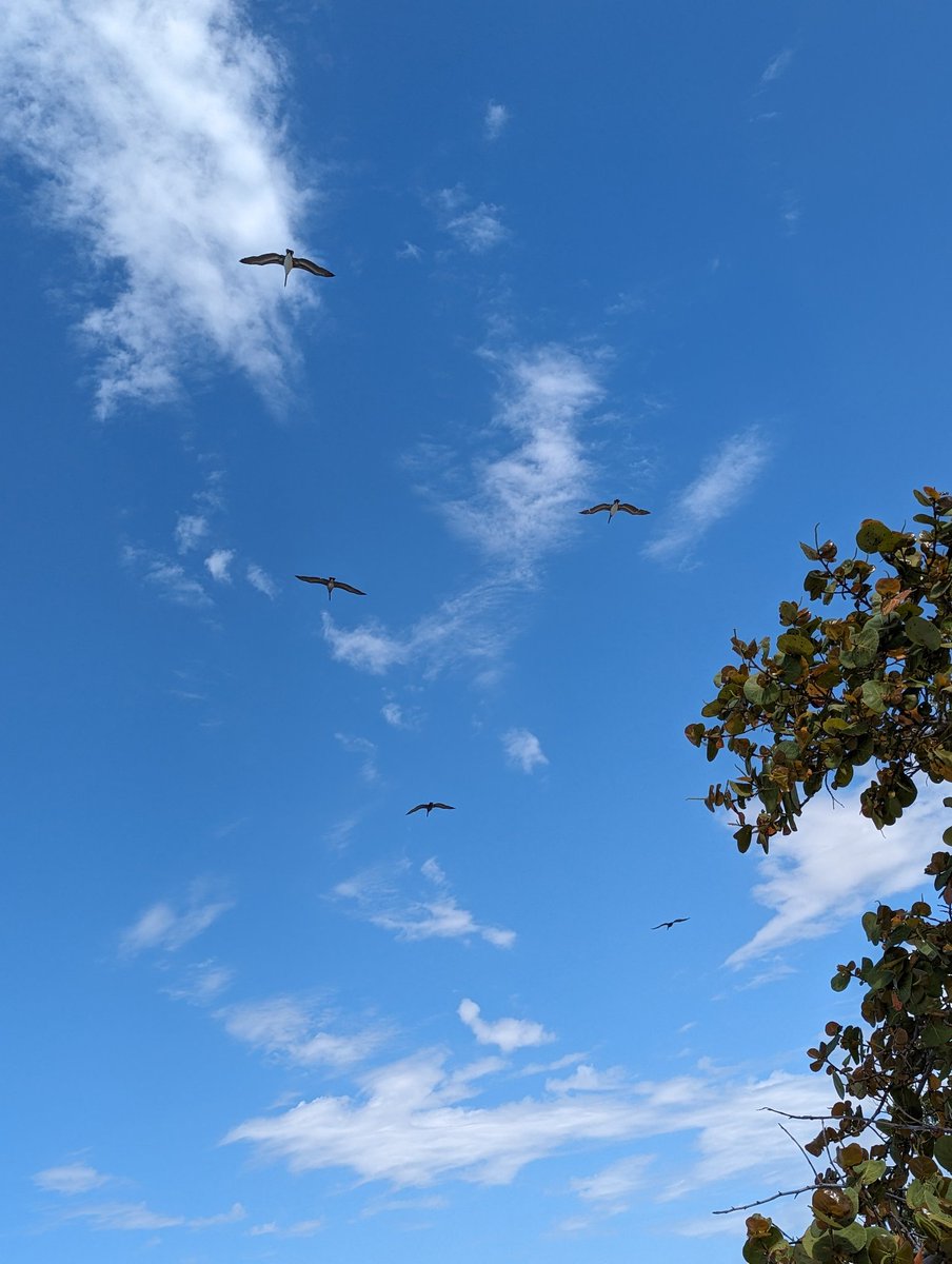 crferrie's tweet image. Spent the afternoon cleaning up parts of Sanibel Beach with friends and family! It&apos;s amazing how much trash can be picked up after a good storm! #B3TR #sustainableactions #vechain