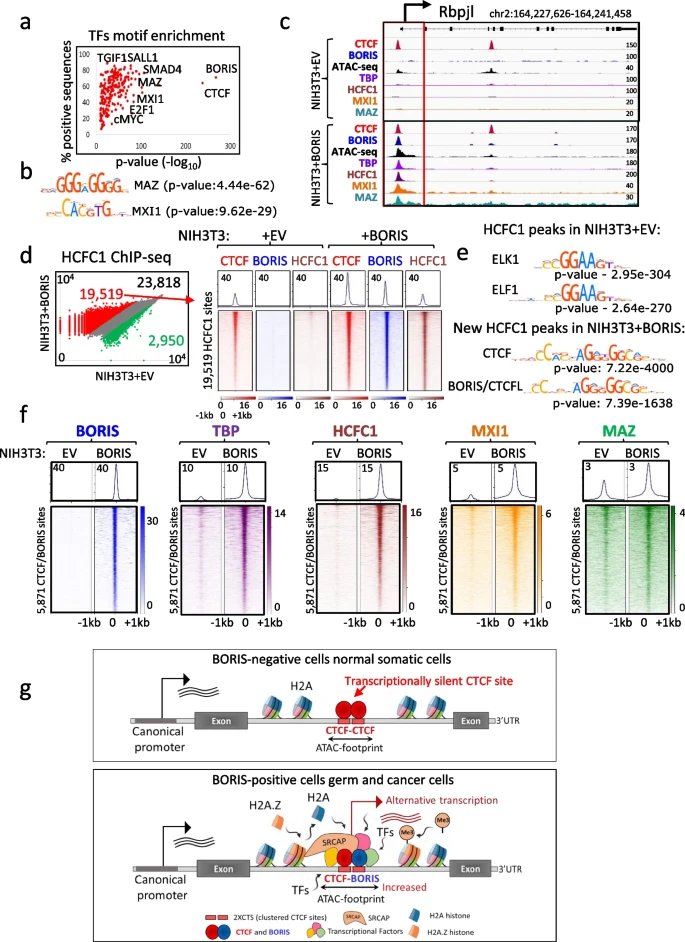 ⚠️ BORIS/CTCFL epigenetically reprograms clustered CTCF binding sites into alternative transcriptional start sites. Genome Biol 25, 40 (2024) doi.org/10.1186/s13059…