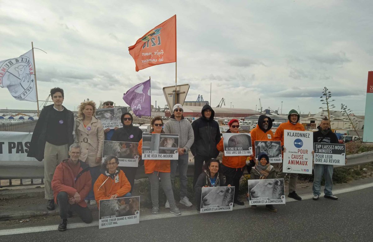 mareebasse's tweet image. Aujourd'hui, journée militante.✊Matinée, action devant le port de #Sète pour dénoncer l'odieux transport d'animaux vivants à l'initiative @savesete avec @Elus_PA, @L214, @AllianceEthique. Après-midi, meeting du @PartiAnimaliste à #Montpellier. #CauseAnimale #Européennes2024
