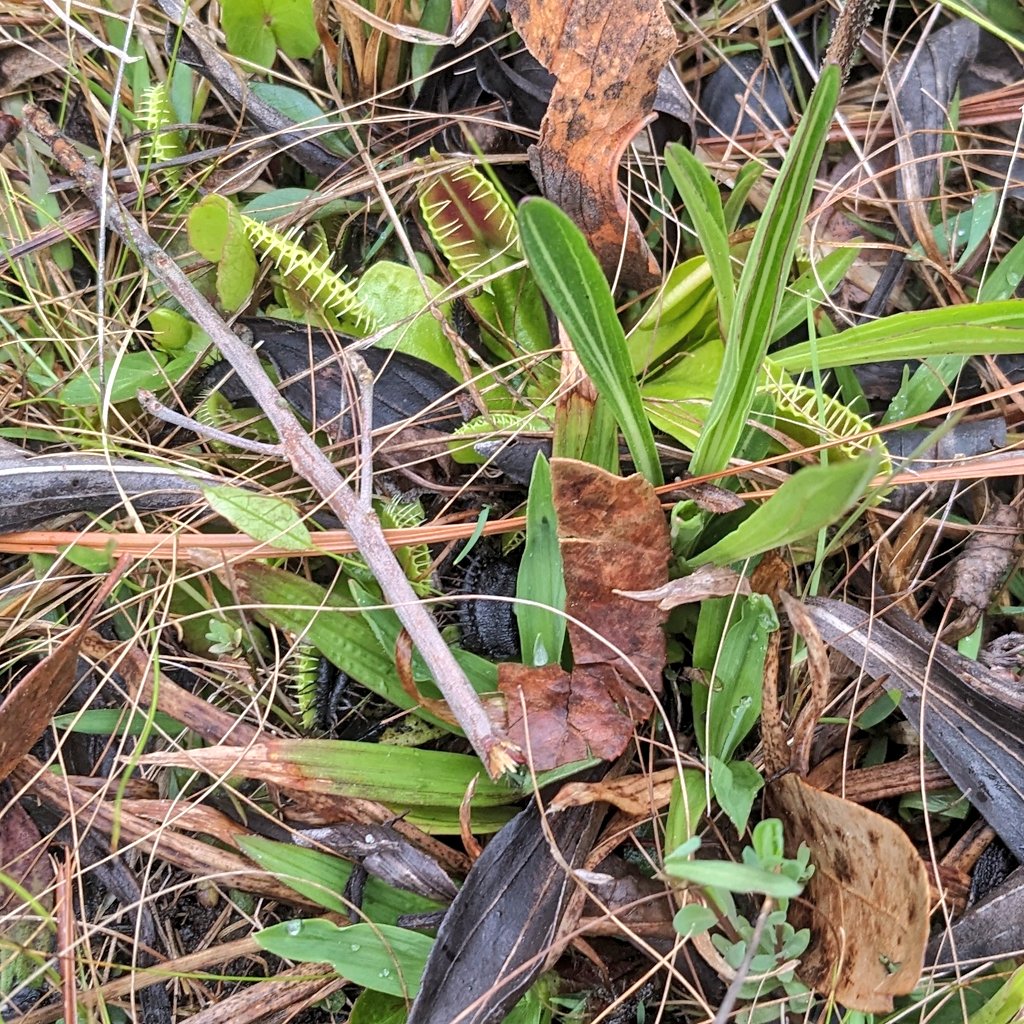 Dr Headbutt 🐏 she/her 🌈💙 tweet media