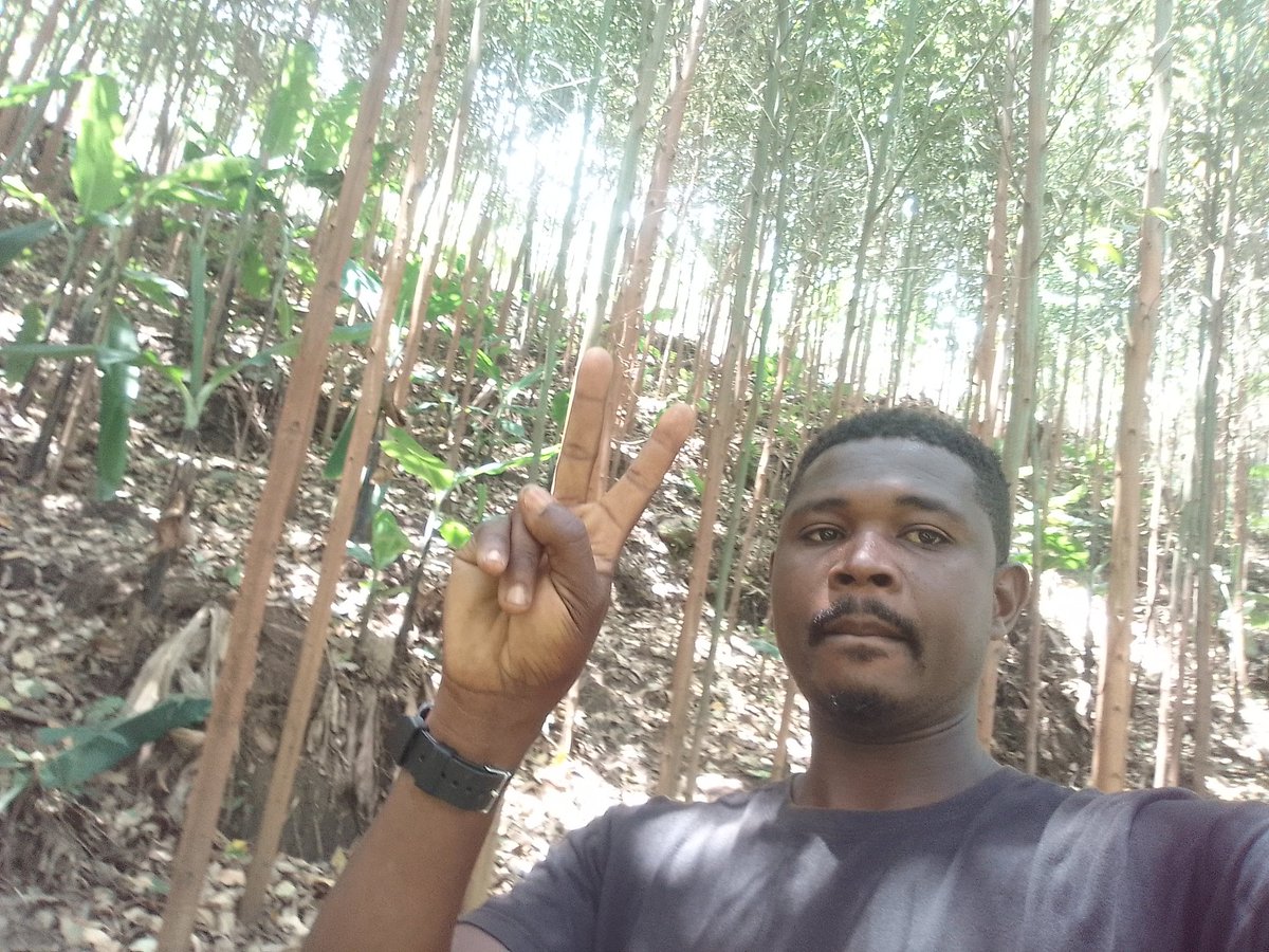 AfridamuGroup's tweet photo. Afridamuinternational ltd has so far support over 200 farmers around mt Rwenzori in planting of trees. And today we checked on them. https://t.co/MeMJbDvVeF