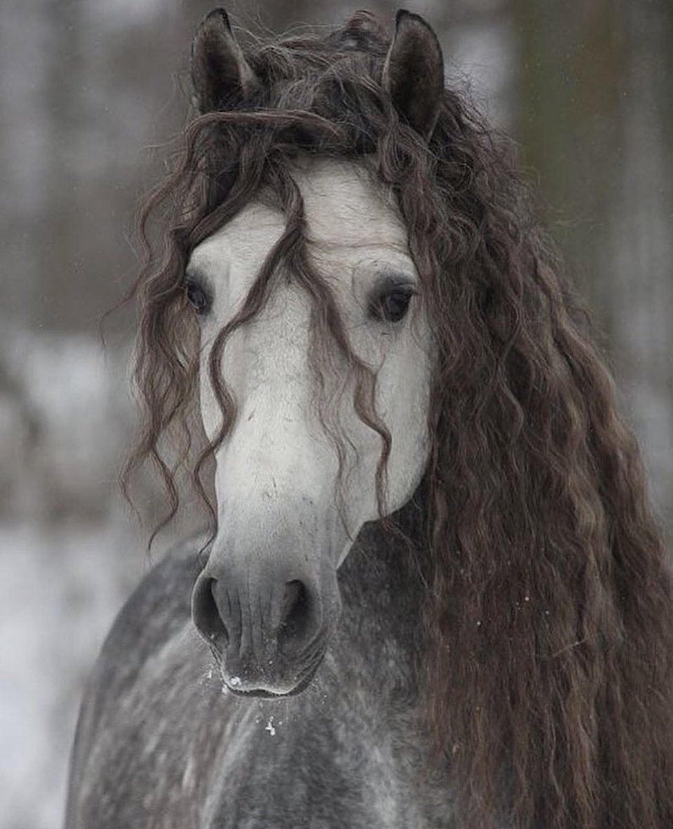 The beauty of an Andalusian horse.