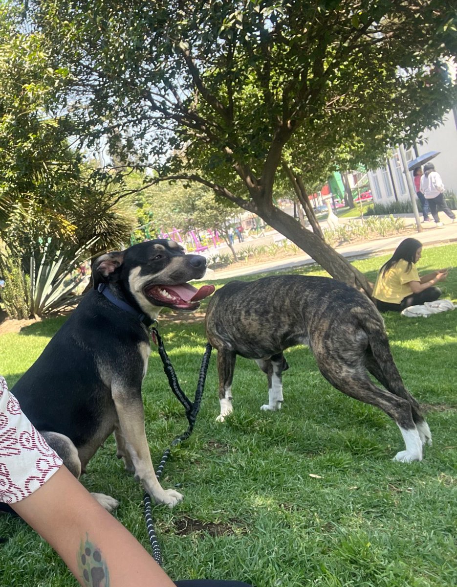 𝙷𝚎𝚕𝚊 𝙼𝚘𝚛𝚎 🐶 tweet media