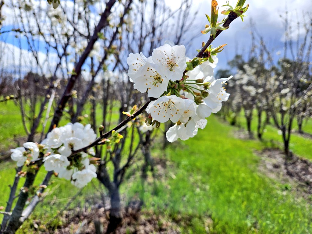 Icepickun's tweet image. First cherry blossoms 🌸  of the season! Hopefully today's thunderstorm won't ruin them 😬.