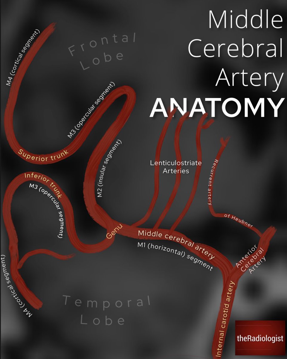 Middle cerebral artery anatomy
