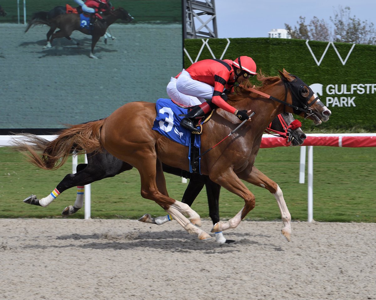 T B Twelve Always gets up in time to grab the victory in race 5, @EdwinGonzalz1 in the irons for trainer @juliestormfelt. #GulfstreamPark #ChampionshipMeet