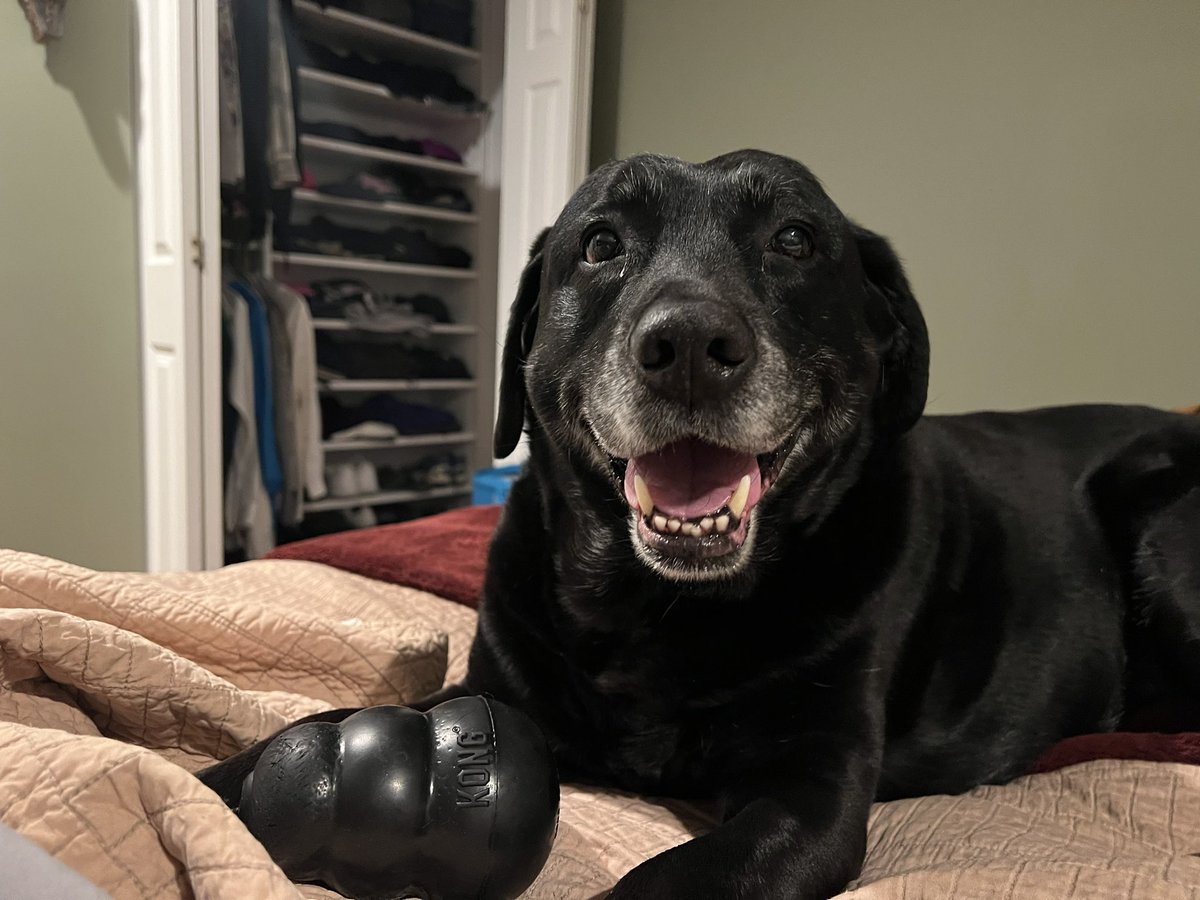 It’s my birfday!!! 10!!!  Mom keeps giving me treats and I leave her “gifts” in da backyard!  Great day!!!!

#dog #blacklab #lab #labs #labradorretriever #ilovemydog #labradors #labrador