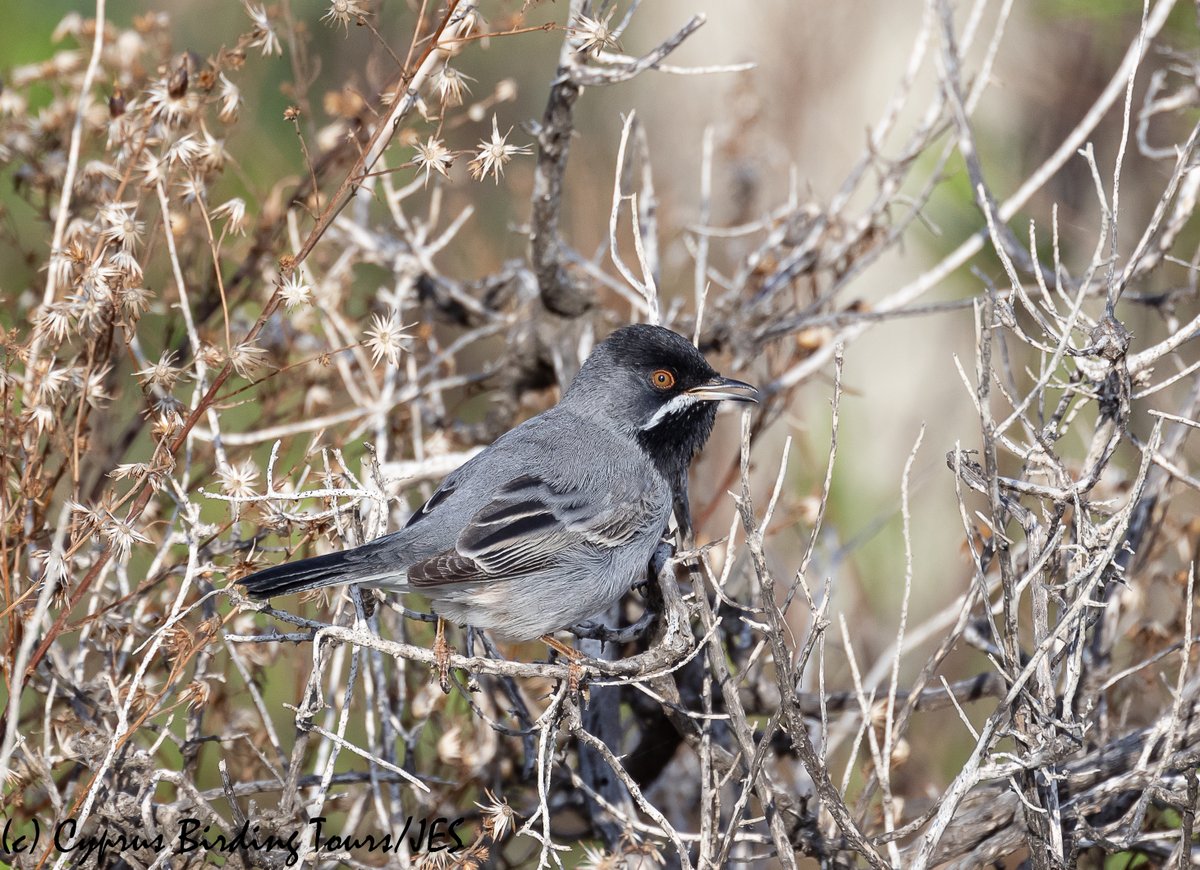 A singing male Ruppell's Warbler this morning in the bushes in front of Larnaca Sewage Works hide #cyprusbirds