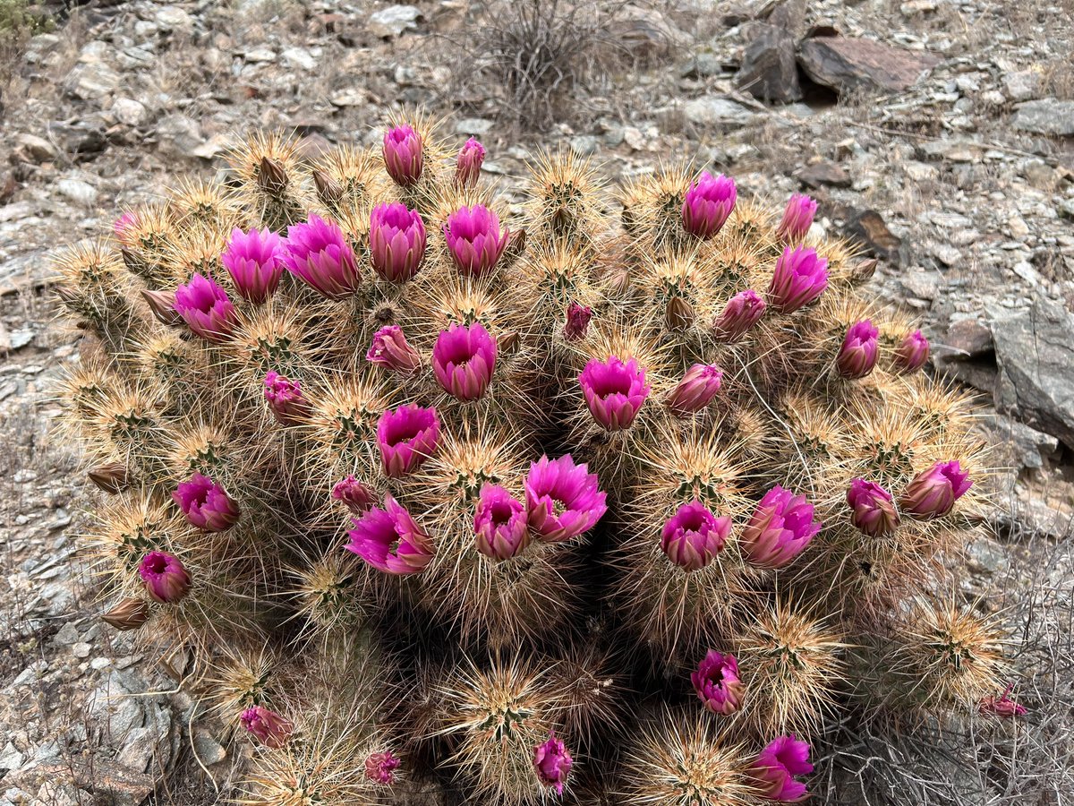 Amidst the arid expanse, a splash of purple defiance blooms - the desert’s summer jewel.
