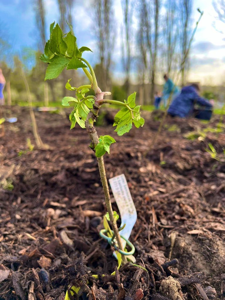 Tasha Burgess, 🌹Cllr tweet media