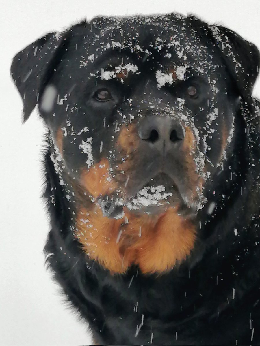 Holy Qwap it's a total whiteout here today, it's been snowing all day and it's not supposed to stop until Sunday morning. Who could say no to some Snowweiler Shenanigans from Daisy the Snowweiler 🥰🐾🐾🌼🩷#Snowweiler #Daisy #Snowday #Rottweiler #mybestfriend