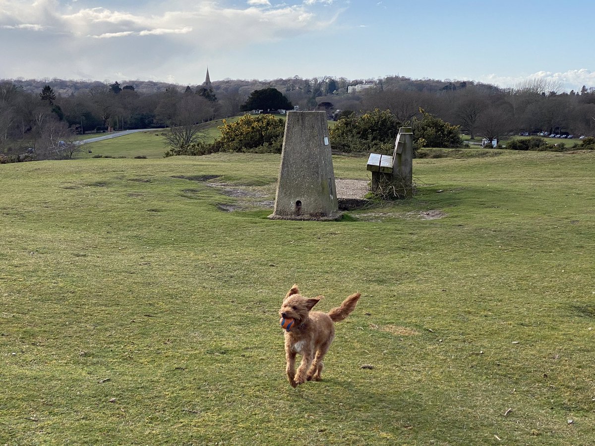 ExploraNeedham's tweet image. Dog and work combo pic