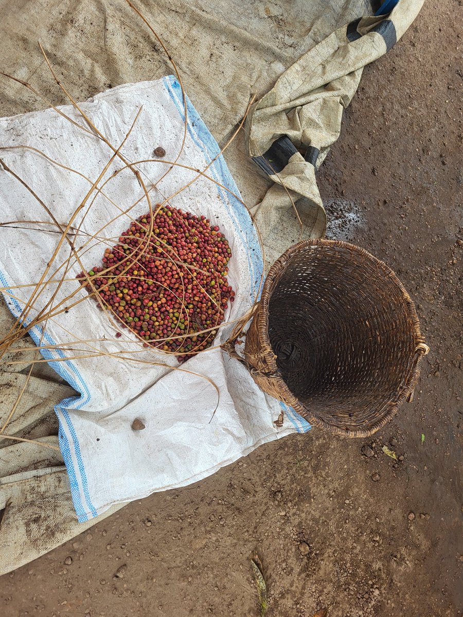 St Joseph's Rush tweet media