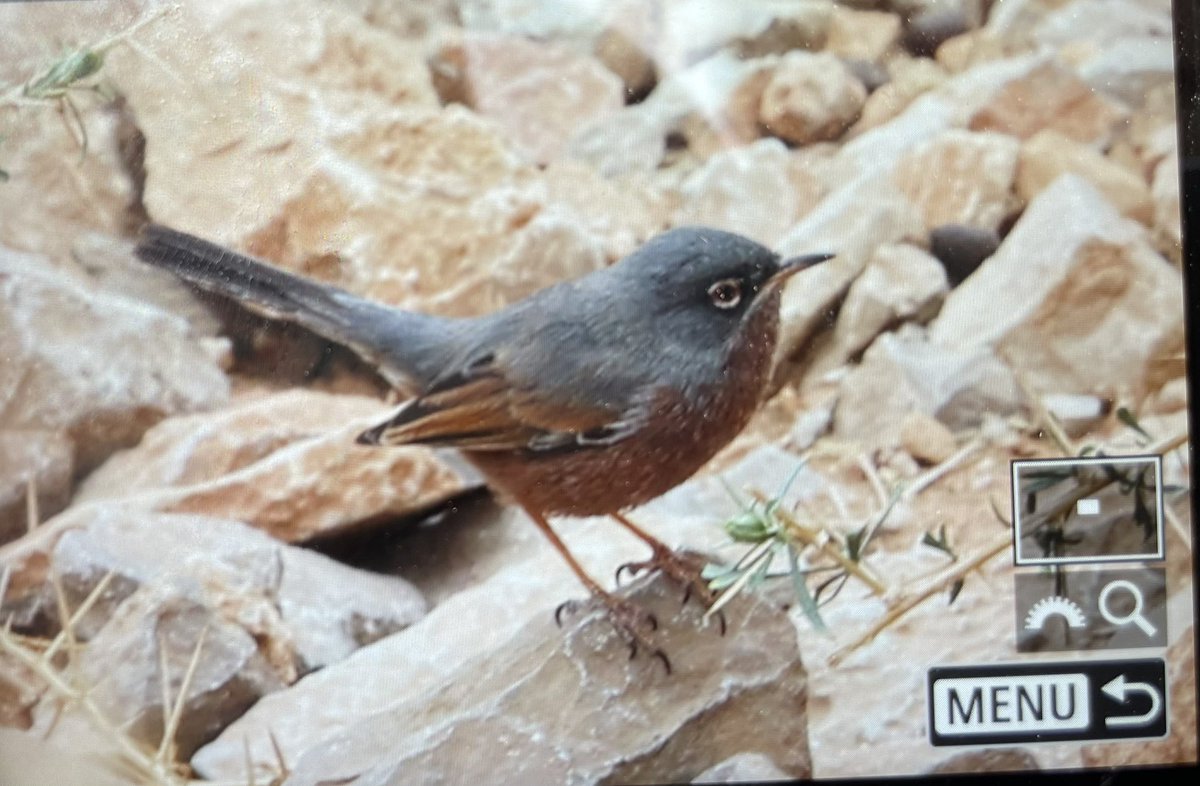 Tristram's Warbler in the mountains of #morocco today.  

Photo: thanks group member Peter Wilkinson