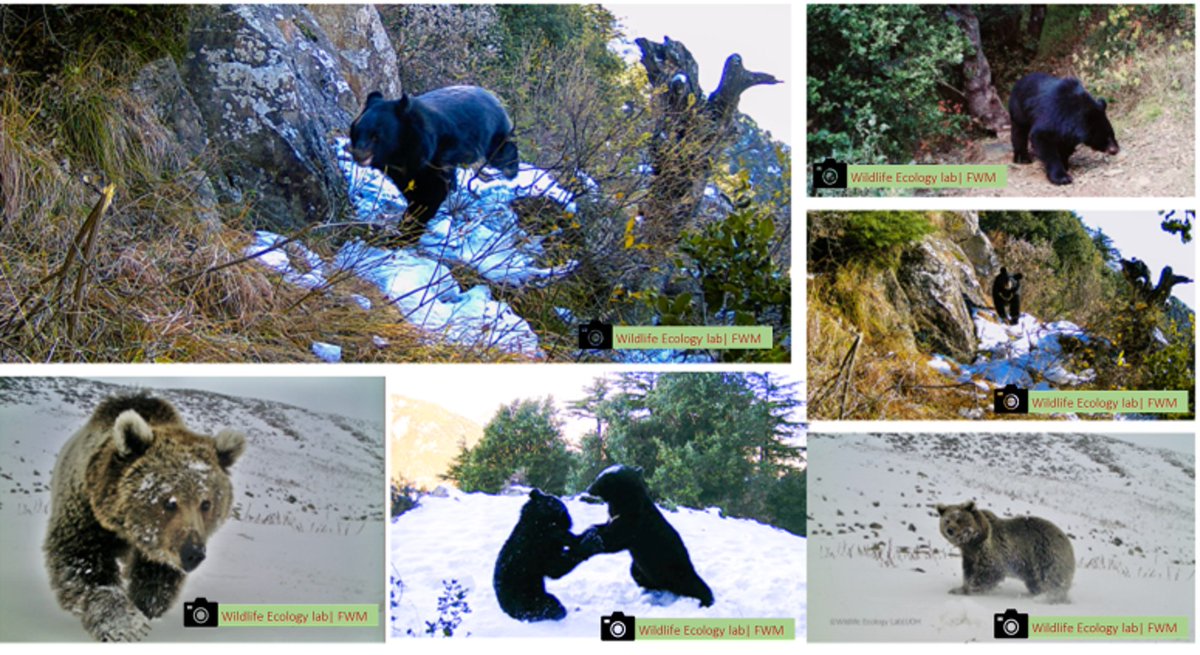 The Wildlife Ecology Lab is actively building a scientific dataset to establish a baseline for effective conservation strategies. We are eager to expand our efforts and collaborate with government and NGO organizations dedicated to wildlife conservation in Pakistan. 
@