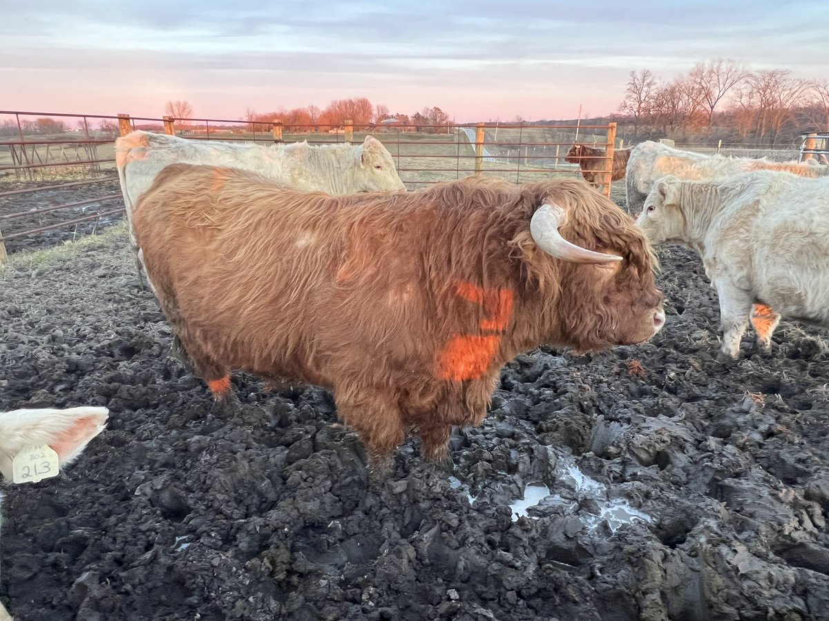Anybody have an interest in a bred highland heifer and a 4 year old bull. Selling for a friend. Located in Macomb Illinois.  Wanting $5000 for the pair but willing to listen to offer. Heifer is due any day