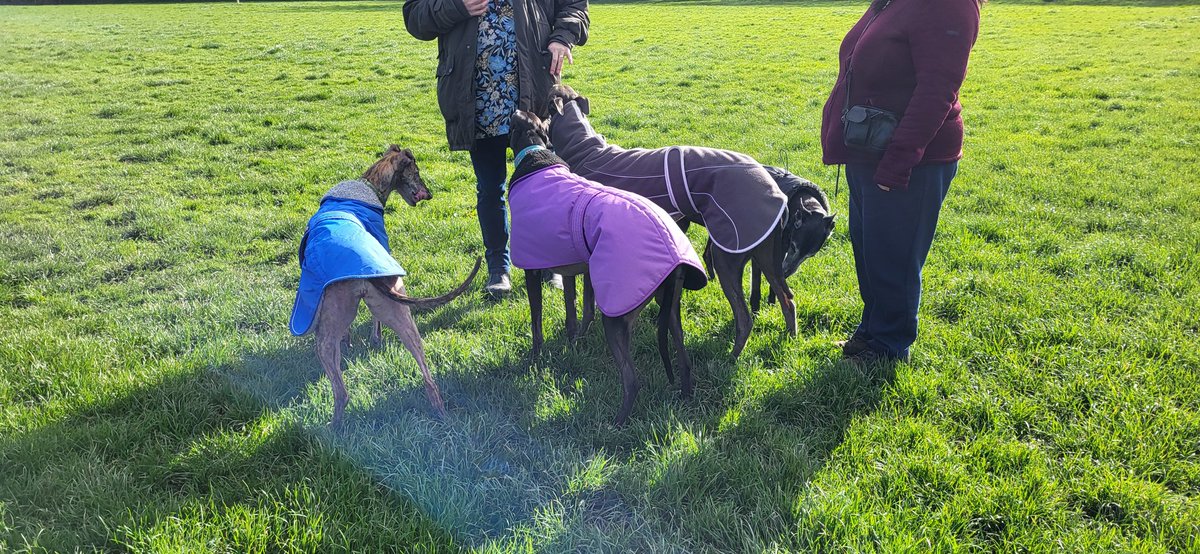 I went to the dog park today and mum thinks I may have been a stripper in a past life as I managed to take my coat off mid run!