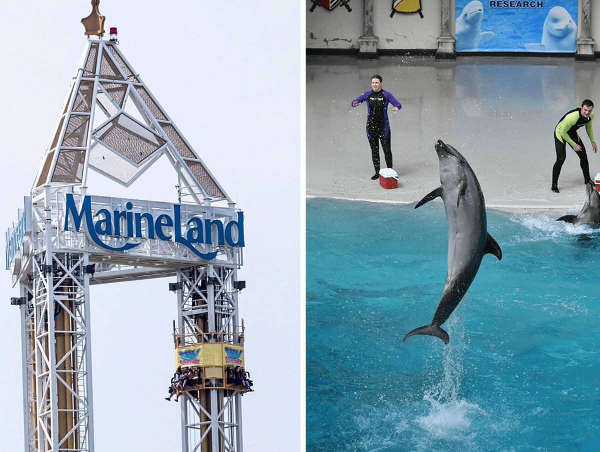 #BREAKING: According to multiple sources, MarineLand employees are being laid-off and informed that the park will no longer operate. It appears that MarineLand Canada is no more