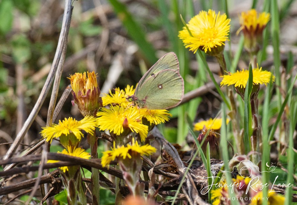 My first butterfly photo of the year. I actually got this last weekend but kept forgetting to share it 🙃💛 #spring #butterflies @ThePhotoHour @MacroHour