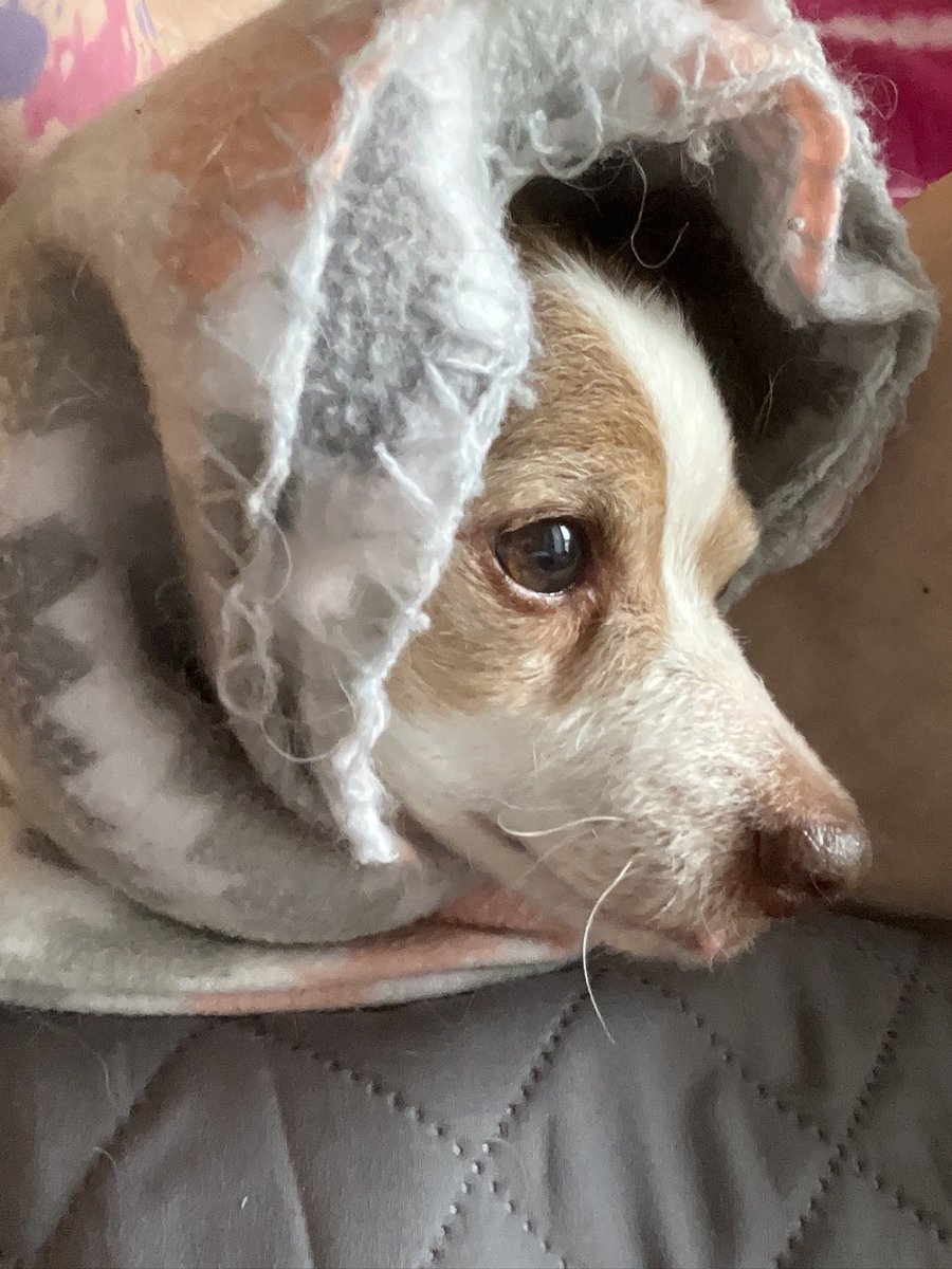 Happy Puppy Day! #PuppyDay