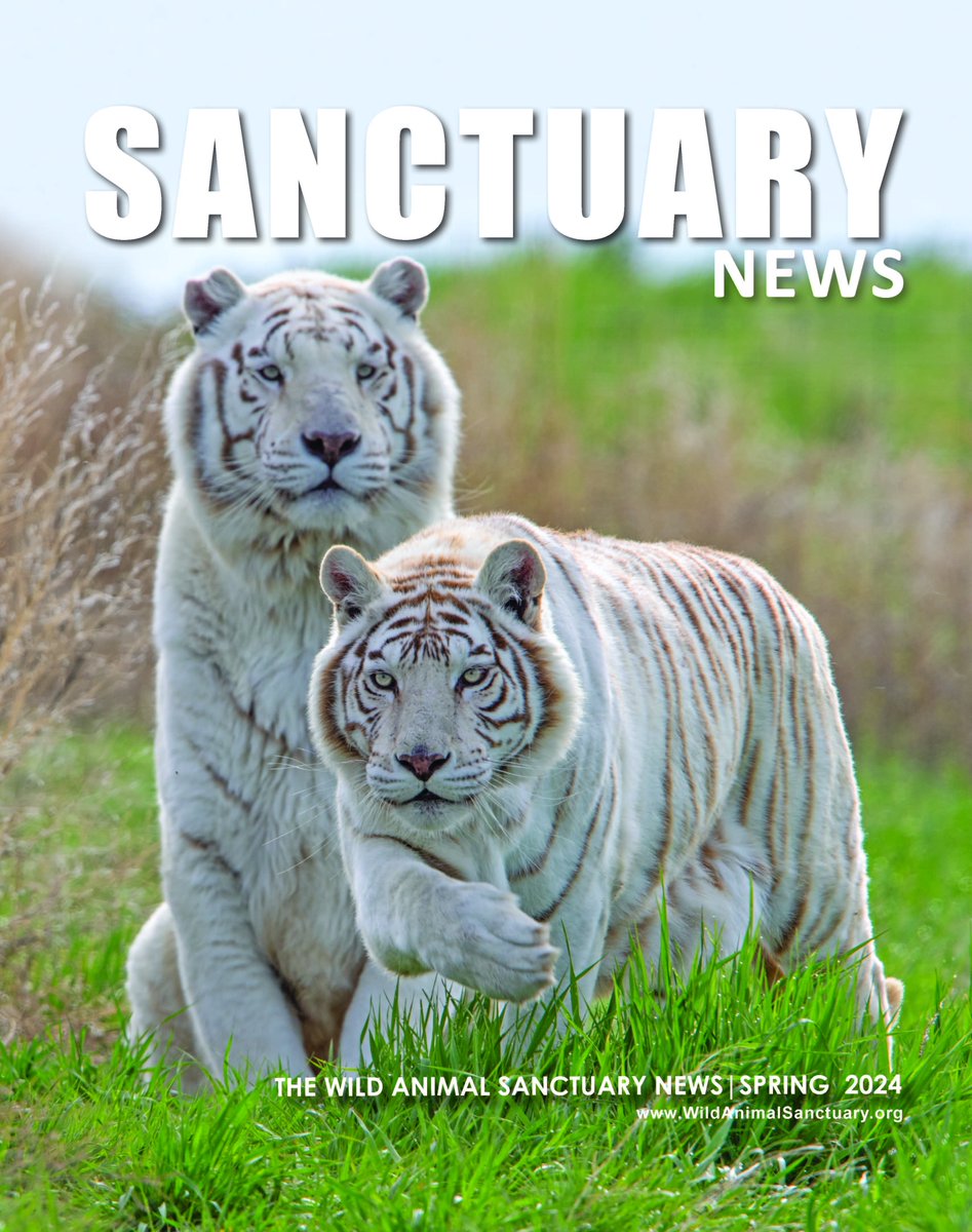 OUR SPRING 2024 NEWSLETTER IS HERE!

online.publicationprinters.com/html5/reader/p…

#TheWildAnimalSanctuary #wildanimalsanctuary #sanctuary #Colorado #Spring2024Newsletter #Newsletter #WildAnimalRefuge #WildHorseRefuge #WildAnimalSanctuaryTEXAS