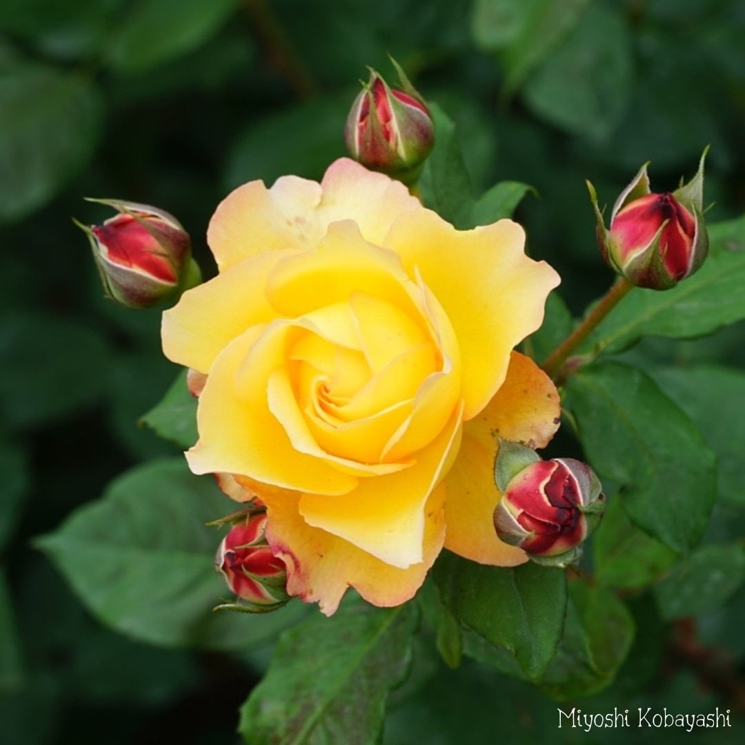 おはようございます！ ＋4176

Good morning my friends!
Have 'a great Sunday :-)

『#黄色の薔薇』#YellowRoses 

今日も薔薇をお届け♪ (2021.5,22撮影)

濃い鮮やかな黄色の薔薇♪
うっすらピンクの縁取りがかわいい♪

#ばら公園いこいの広場 にて
～Rose Park Relaxation Space～