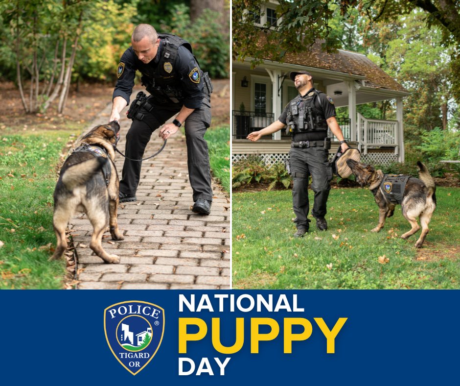 We get it, we love our puppies too! 🐾 It's National Puppy Day and even though K-9s Rico and Cooper are technically grown-ups now, we thought they still deserved a shout out. #TigardPolice #TigardOregon