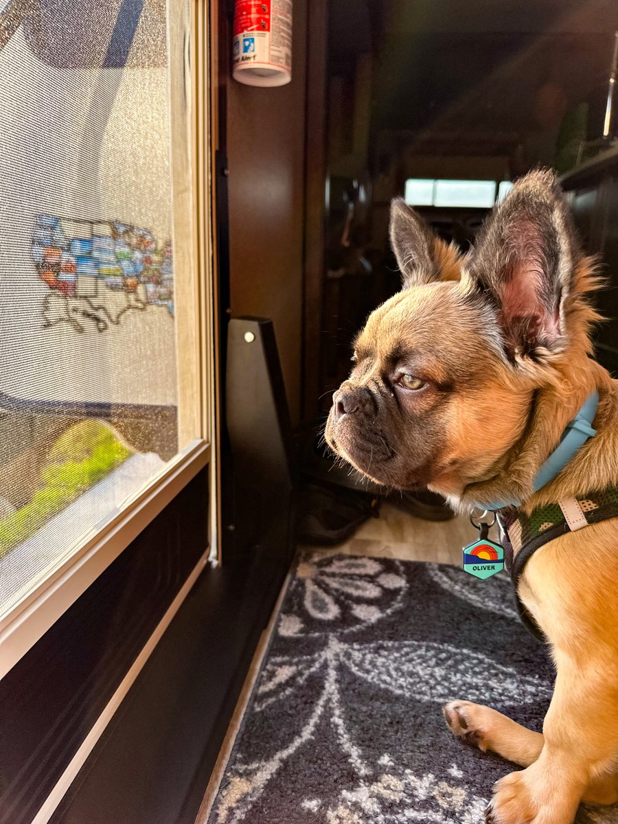 Happy #NationalPuppyDay! 🐶 Do you have a new puppy and can't wait to bring him/her on their first RV adventure? Check out these tips from @adventuredetour on RVing with a new puppy! 🐾 gorving.com/tips-inspirati… #GORVING #PuppyDay #RV