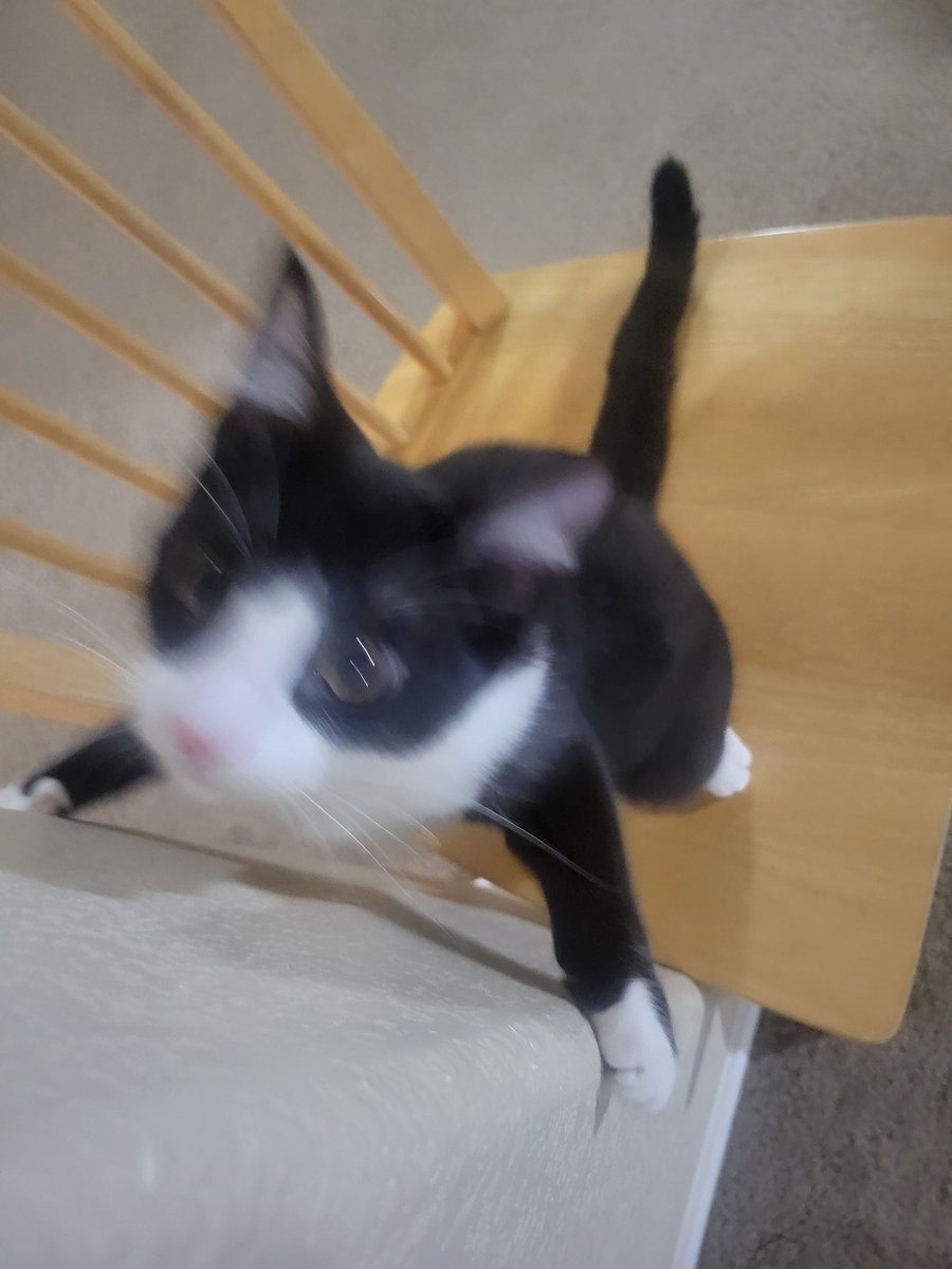 VRydus's tweet image. Behold my son, then my son 5 seconds later when he realizes my hand is within attack range