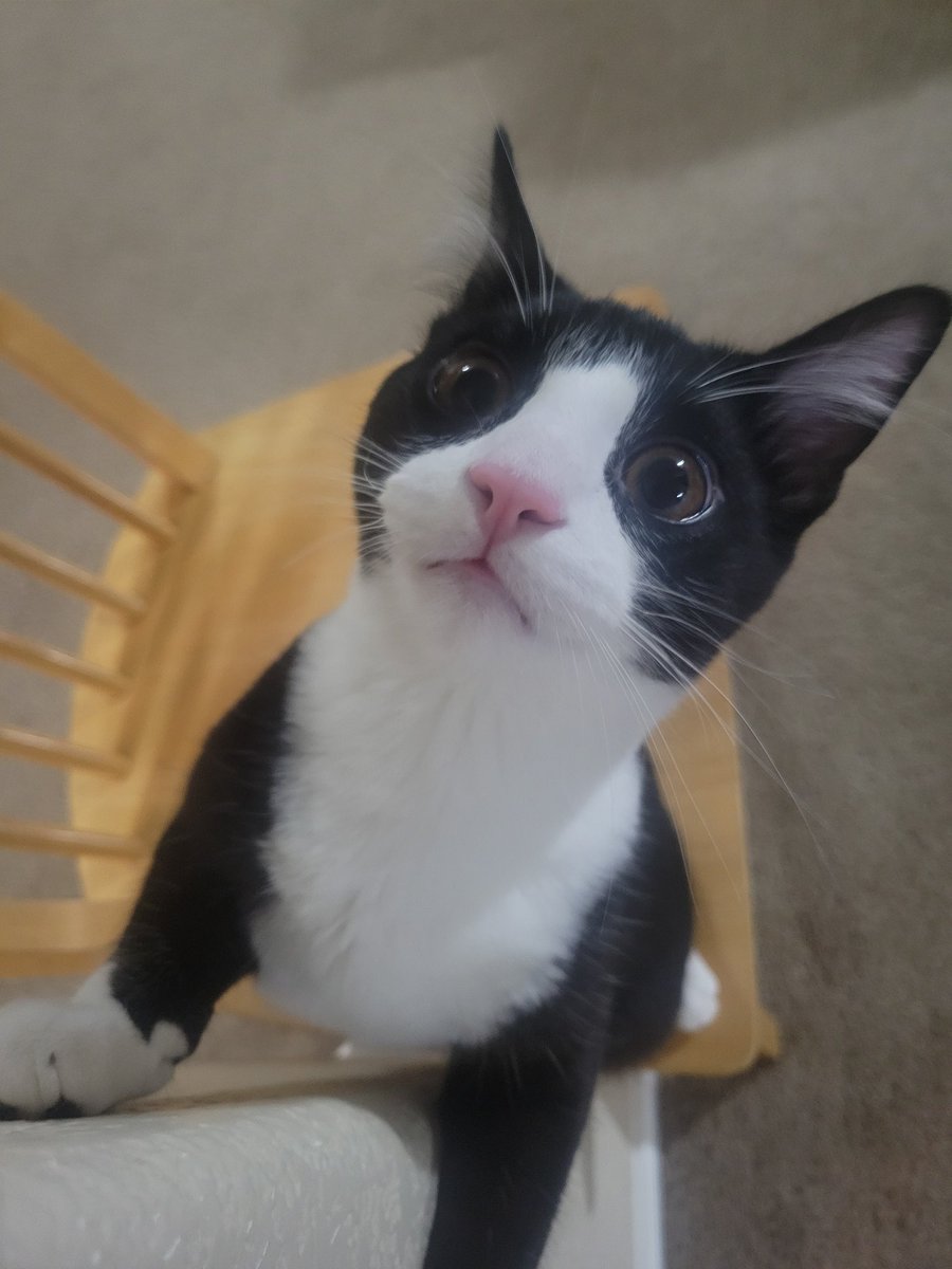 VRydus's tweet image. Behold my son, then my son 5 seconds later when he realizes my hand is within attack range