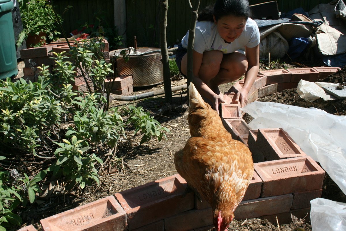 jh0llingsw0rth's tweet image. On this day in 2020 something called &apos;Lockdown&apos; became &apos;a thing&apos;. Live music was particularly affected by this, so I&apos;m grateful that I survived to see business come back again - the world has changed in subtle ways. 

My #lockdownprojects included hanging out with the chickens.