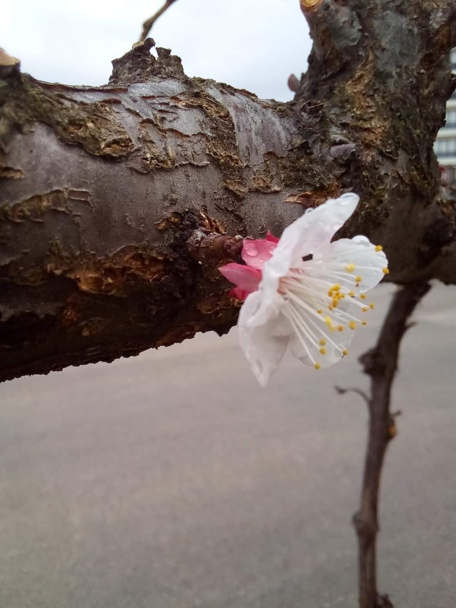 Ölmüş ağaçların dirilip yeşillenmesini görüyorsunuz. 
Odun gibi kemiklerin hayat bulmasını kıyas edemeyip istib'ad ediyorsunuz. 
Hem semavat ve arzı halkeden, semavat ve arzın meyvesi olan insanın hayat ve mematından âciz kalır mı? 
Sözler